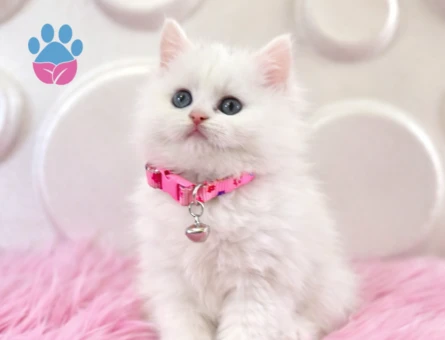 British Longhair Nazik Kızımı Dişi