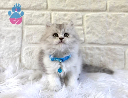 British Longhair Silver Erkek Topaç Kafa 2 Aylık