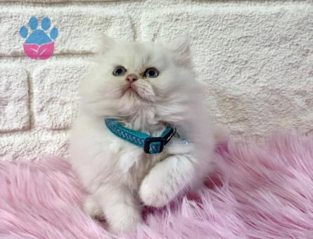 British Longhair Pamuk Kedimiz 2 Aylık