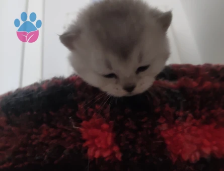 British shorthair yavrular