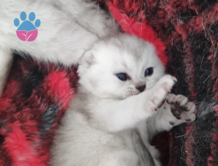 British shorthair yavrular