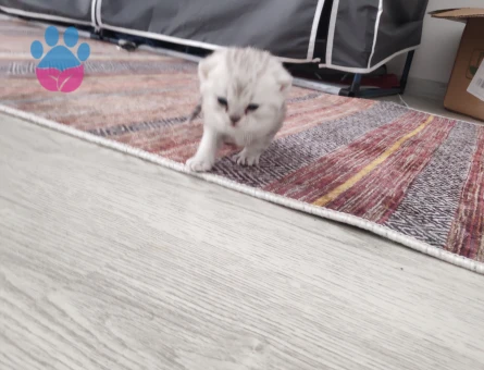 British shorthair yavrular