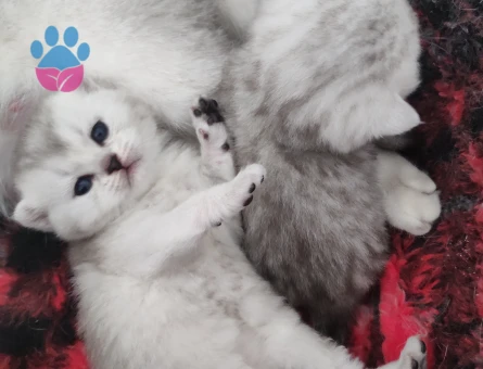 British shorthair yavrular