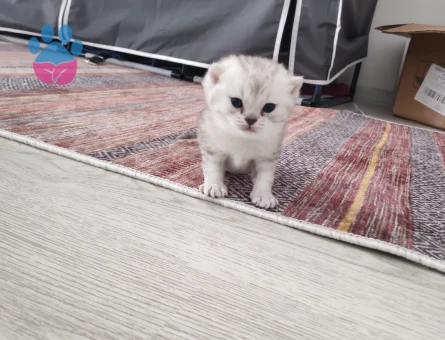 British shorthair yavrular