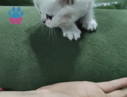 British shorthair yavrular