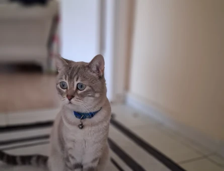 1 Yaşında British Shorthair Yeni Ailesini Arıyor