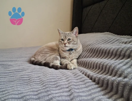 1 Yaşında British Shorthair Yeni Ailesini Arıyor