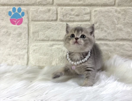 Sevimli British Shorthair Tabby Dişi 2 Aylık