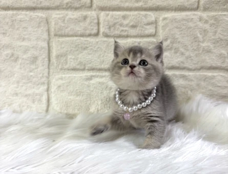 Sevimli British Shorthair Tabby Dişi 2 Aylık
