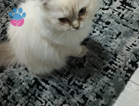 Minik Miamıza sıcak bir yuva arıyoruz