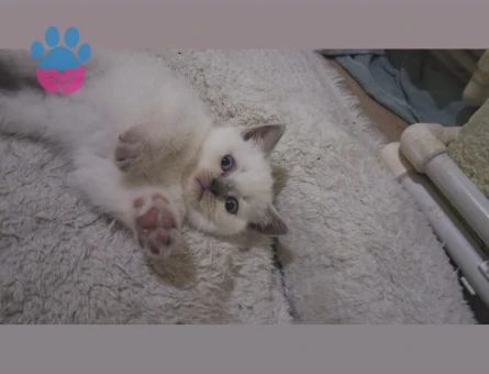 2 Aylık Scottish Fold Yavrularımız