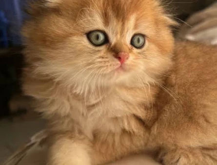 Dişi ve erkek british shorthair ve longhair bebekler