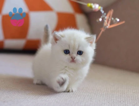 Dişi ve erkek british shorthair ve longhair bebekler