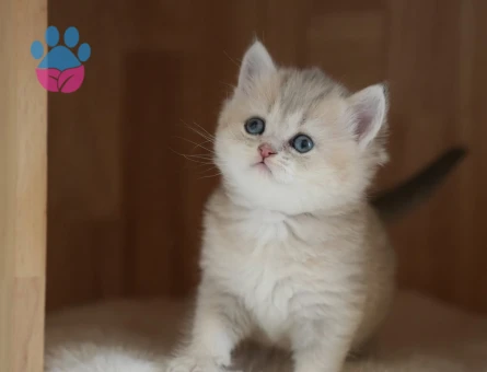 Dişi ve erkek british shorthair ve longhair bebekler