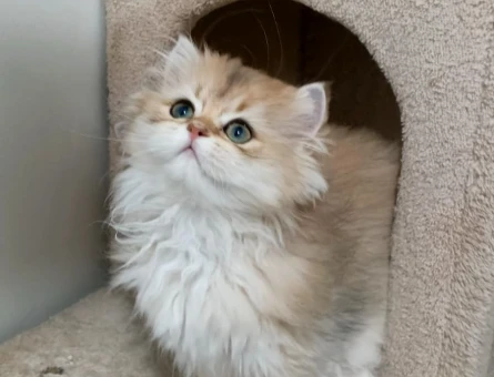 Ny12 british longhair - 4584