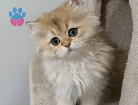 Ny12 british longhair