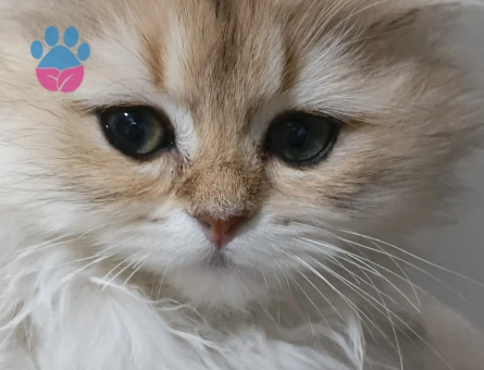 Ny12 british longhair