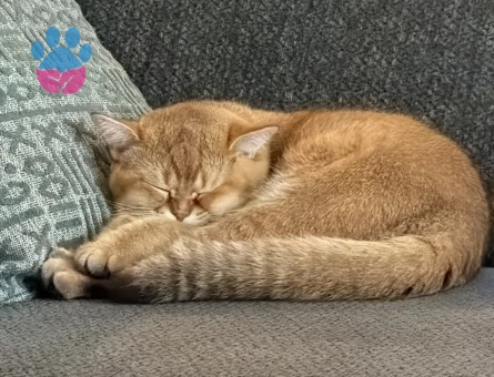 British Shorthair 6-7 aylık erkek