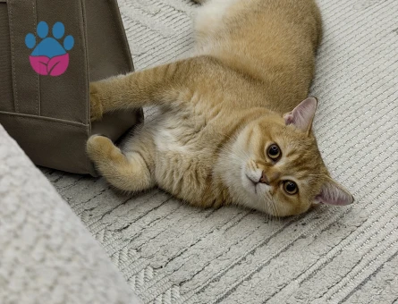 British Shorthair 6-7 aylık erkek