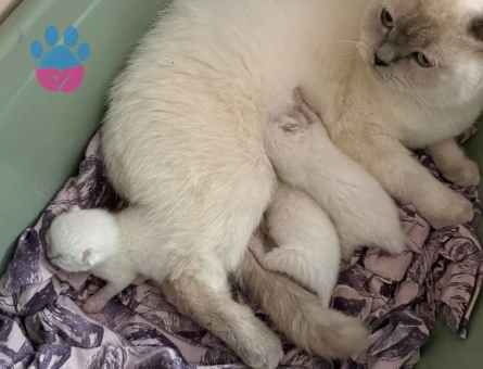 British Shorthair Blue Point
