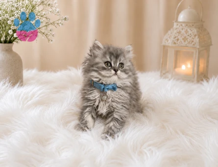 British Longhair Silver Tabby Erkek Yavrumuz