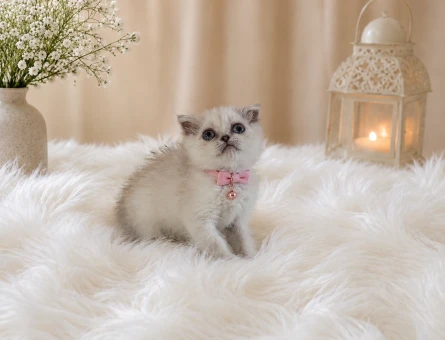 Scottish Fold Egzotik Dişi Yavrumuz 2 Aylık - 4590