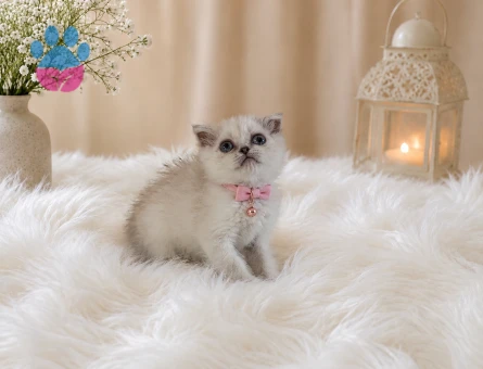 Scottish Fold Egzotik Dişi Yavrumuz 2 Aylık