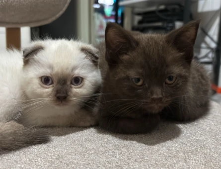 2 Aylık British Shorthair Yumoş Kediler - 4591