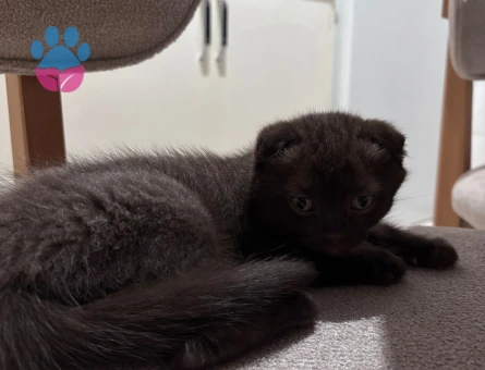 2 Aylık British Shorthair Yumoş Kediler
