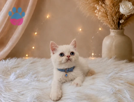 British Shorthair Red Point Erkek 2 Aylık
