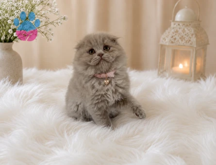 Sütlü Çikolata Scottish Fold Longhair Yavrumuz - 4593