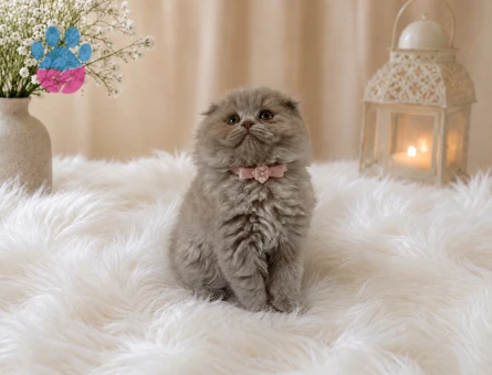 Sütlü Çikolata Scottish Fold Longhair Yavrumuz