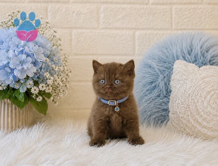Bitter Çikolata Britsh Shorthair Cinnamon Erkek Yavrumuz