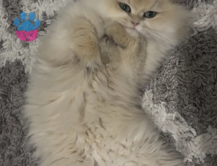 Dişi british golden longhair kedim için eş arıyorum