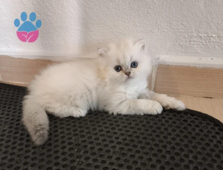 Secereli british longhair dişi yavru