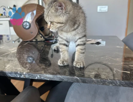 Ücretsiz Sahiplendirme British Shorthair Silver Tabby