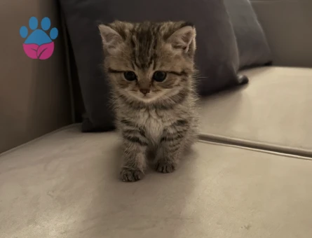 Ücretsiz Sahiplendirme British Shorthair Silver Tabby