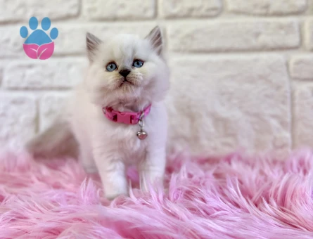 Masalsı Güzellik British Longhair Kar Beyazı