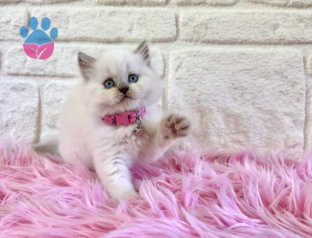 Masalsı Güzellik British Longhair Kar Beyazı