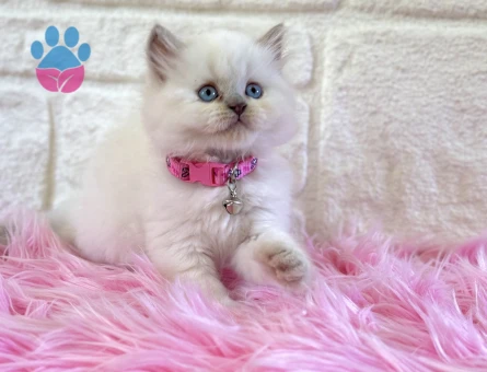 Masalsı Güzellik British Longhair Kar Beyazı