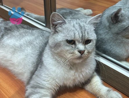 1 Yaşında British Shorthair Kedim Yuva Arıyor