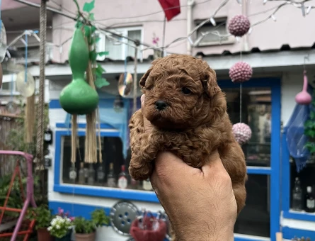 Orijinal toy Poodle 3 Aylık - 5189
