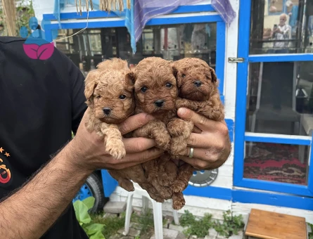 Orijinal toy Poodle 3 Aylık