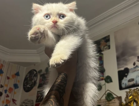 Scottish Fold × British Shorthair - 5190