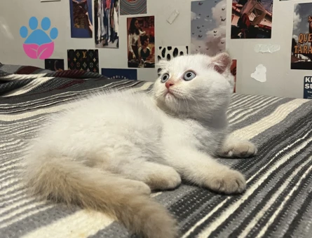 Scottish Fold × British Shorthair