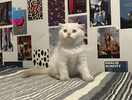 Scottish Fold × British Shorthair