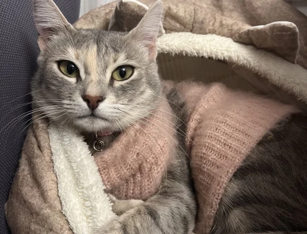Mia için Sevgi dolu bir yuva arıyoruz. 🐈 - 5200