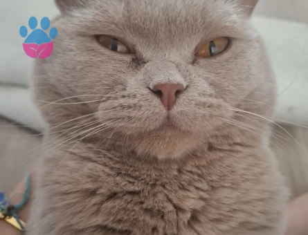 1 Yaşında British Shorthair Acil Yuva Arıyor