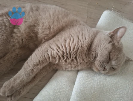1 Yaşında British Shorthair Acil Yuva Arıyor