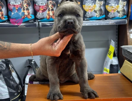 Cane Corso Yavrular